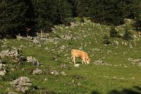 2015-07-01_2Drijaggenalm (155).JPG
